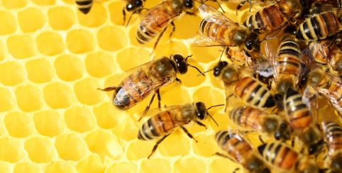 Le monde merveilleux des abeilles à Écomusée de la Bintinais de Rennes